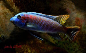 Labeotropheus trewavasae 'Makankha Reef'